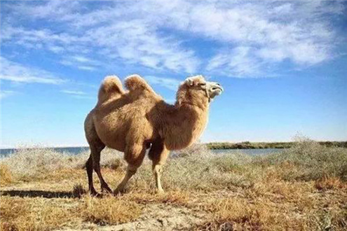 养驼人独爱内蒙古 专业骆驼奶粉代理