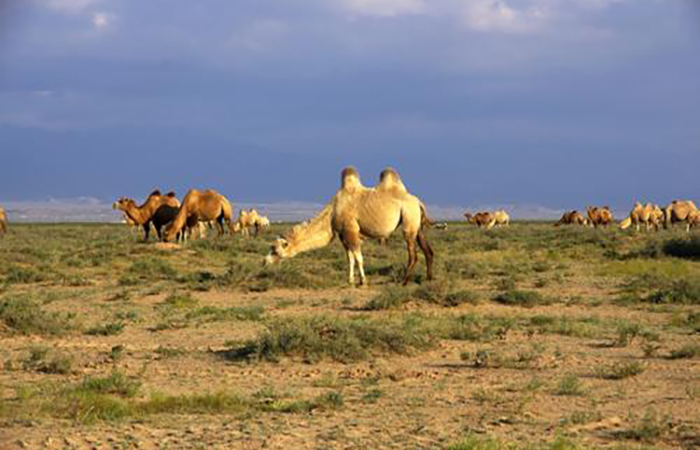 内蒙古国家级阿拉善双峰驼保护区挂牌