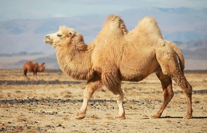 骆驼——能储存很多水，但又非常节水的动物