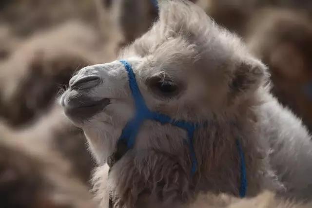 顺拐的沙漠之舟——可爱的骆驼
