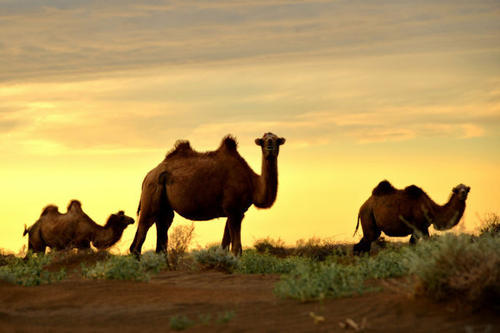 内蒙古现在生活的骆驼的习性