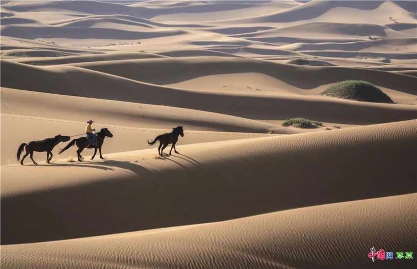 2016年中国骆驼已经拥有唯一身份识别码