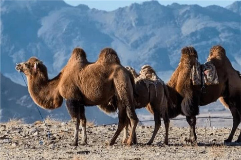 沙漠之舟—骆驼的食物有哪些