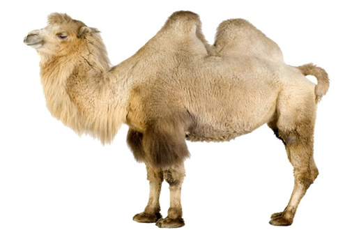 混血骆驼 专业骆驼奶粉代理商
