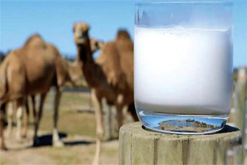 骆驼奶粉代理专卖 骆驼乳的相关信息