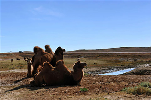 抗沙小能手 骆驼 代理骆驼奶粉厂家