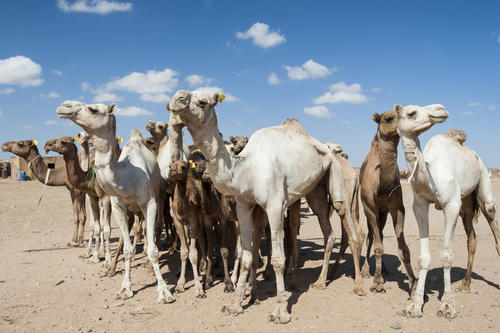 2010年我国已经对野骆驼进行了考察 骆驼奶粉代理