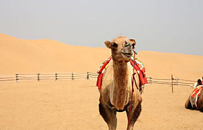 苏尼特牧区进行骆驼调研的报告 招骆驼奶粉代理