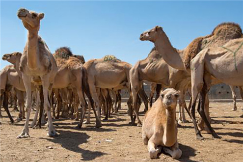 阿右旗万峰驼养殖基地建成投入运营 骆驼奶粉加