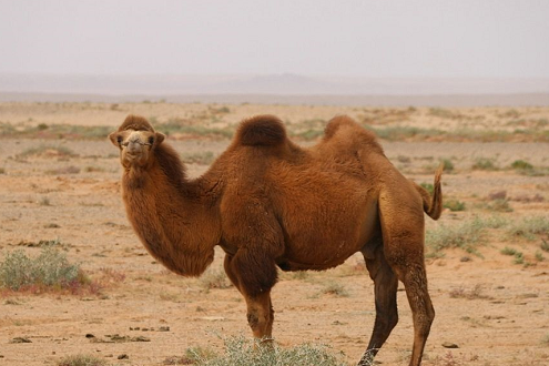 发展骆驼产业 助力乡村振兴，骆驼奶粉代理加盟
