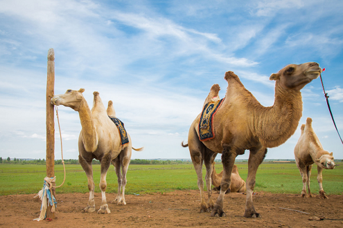 骆驼奶粉诚招省市级代理商骆驼肉贮藏过程中颜