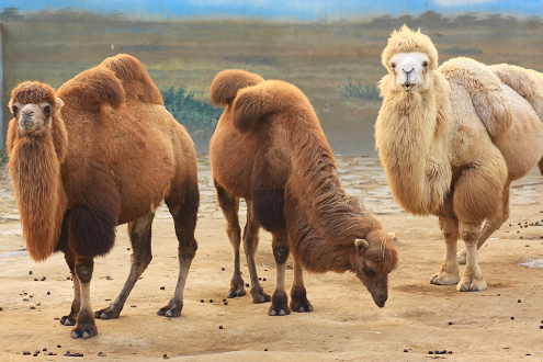 应用聚合酶链-反应侧流免疫法鉴定食品中的骆驼