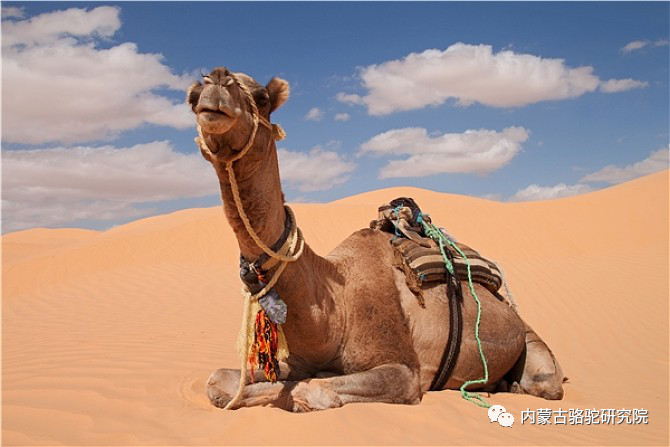 骆驼肾髓质抗旱相关基因的筛选
