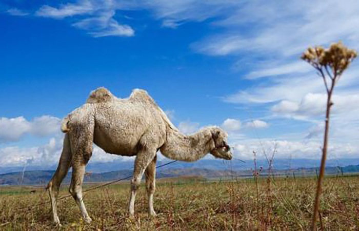 骆驼肾脏强大的重吸收功能