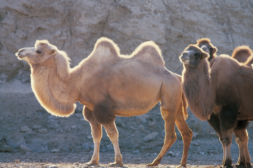 丰富多彩的骆驼文化 优质骆驼奶粉代理