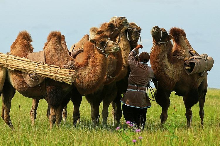 内蒙古阿拉善：骆驼文化的守望者  ——“中国骆