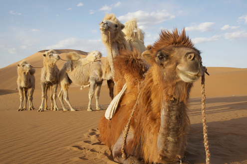 (二)“沙漠之舟”有哪些装备?·骆驼奶粉代理电