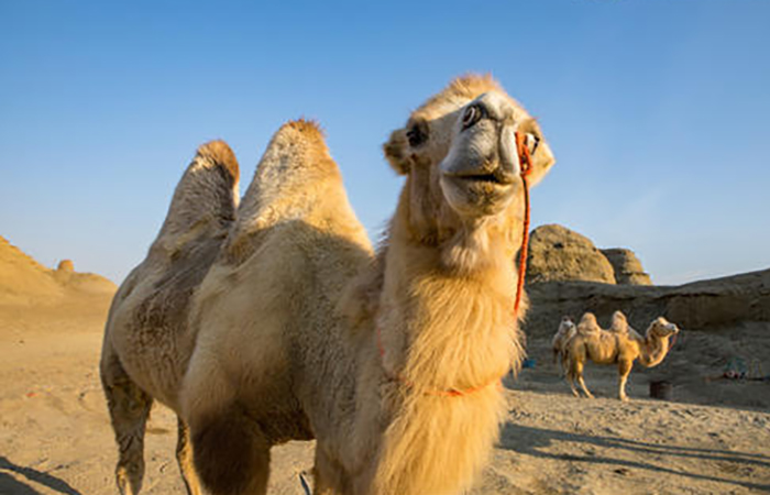 骆驼的生物特征 你知道吗