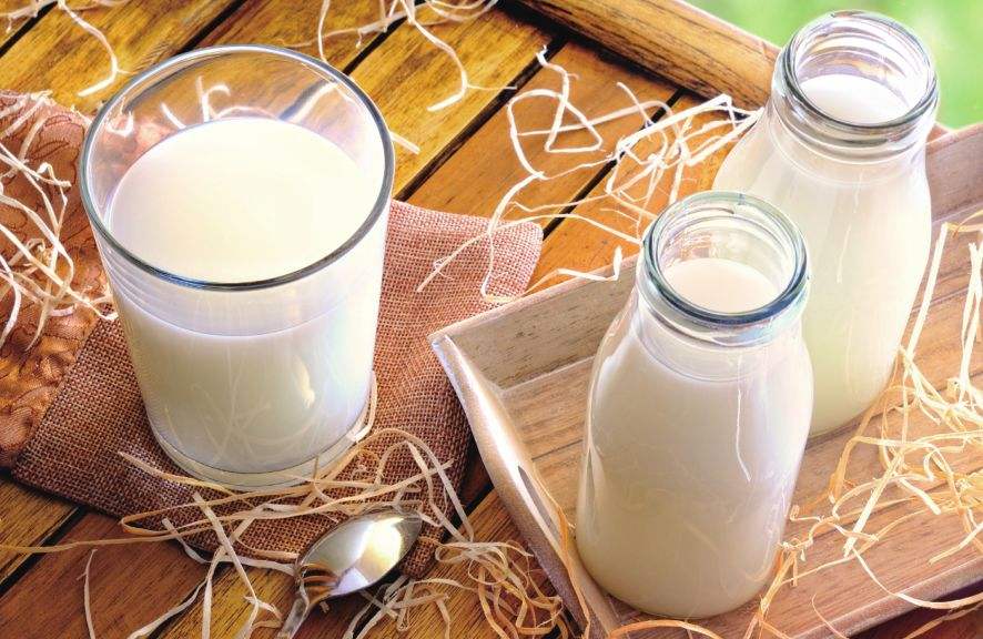 骆驼奶粉加盟介绍喝驼奶的禁忌