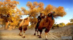 关于内蒙阿拉善骆驼和沙漠生态平衡
