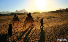 荒野上的游民 离不开帐篷和骆驼——贝都因人