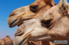 骆驼奶更适合人体饮用吸收