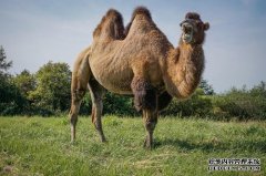 浅谈骆驼养殖的发展史