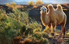 骆驼奶行业的发展历史