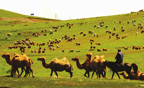 骆驼奶粉生态牧场