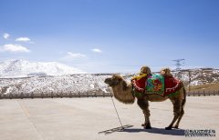 内蒙古的骆驼奶粉有多好？