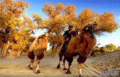驼可汗骆驼奶的历史渊源