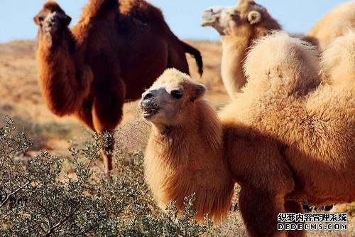 骆驼奶粉招商加盟