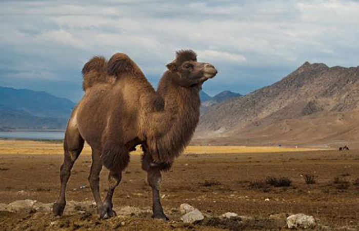 为什么骆驼能在沙漠中生存