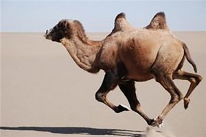 骆驼奶粉招商介绍一只骆驼的记忆