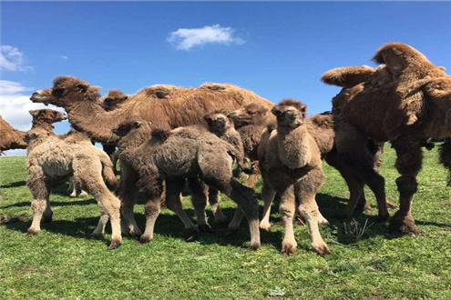 驼奶厂家介绍骆驼独特的能量代谢与应激能力