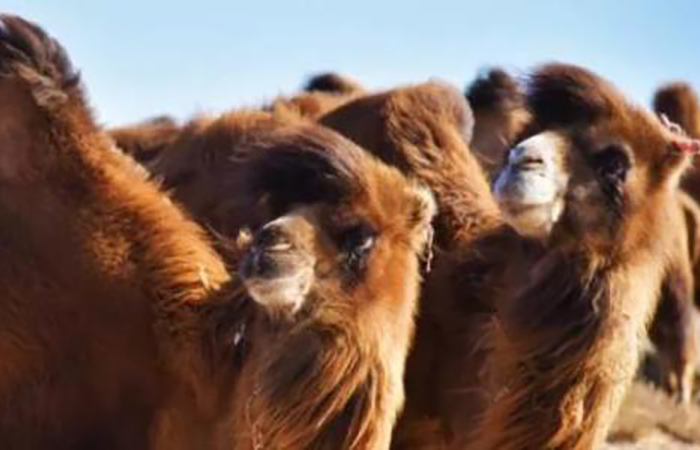 驼奶厂家介绍骆驼的长睫毛