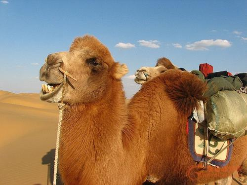 驼奶粉厂家介绍骆驼如何在沙漠找到水