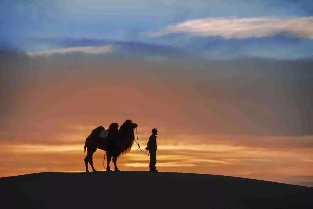 驼奶厂家深度解释为什么骆驼可以食用狼毒花？