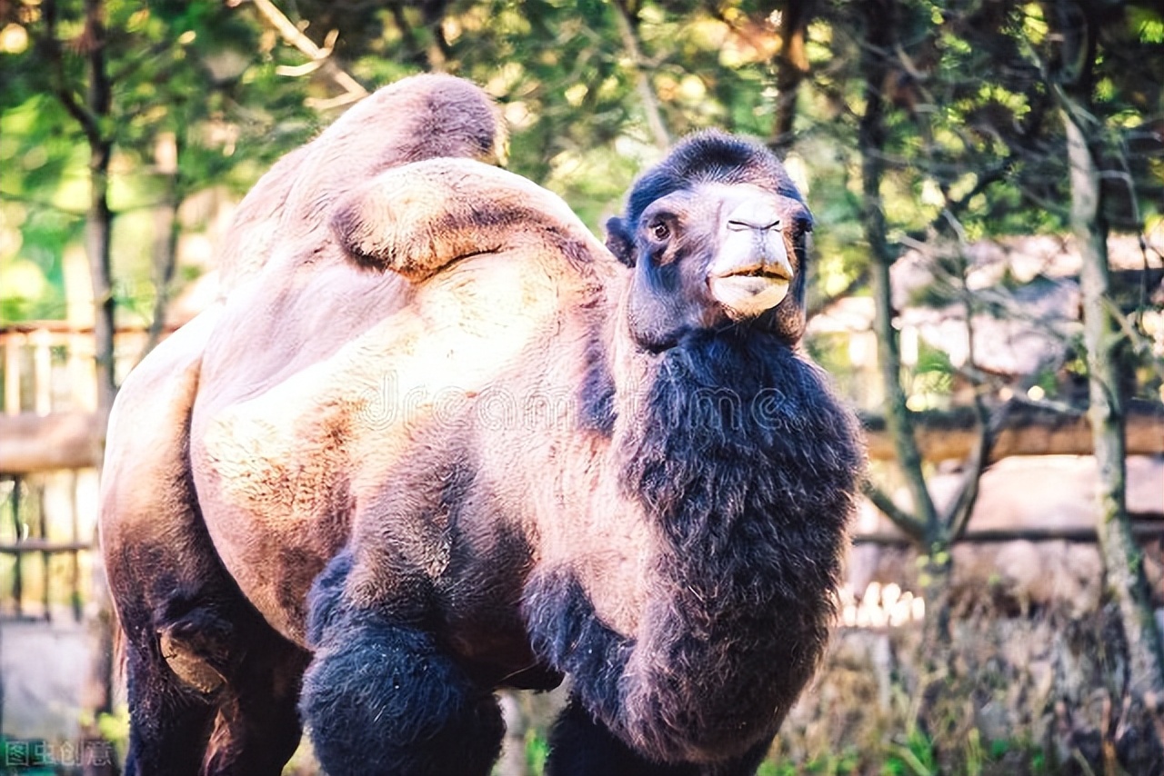 驼奶厂家讲解为什么在众多乳品中推荐您喝驼奶