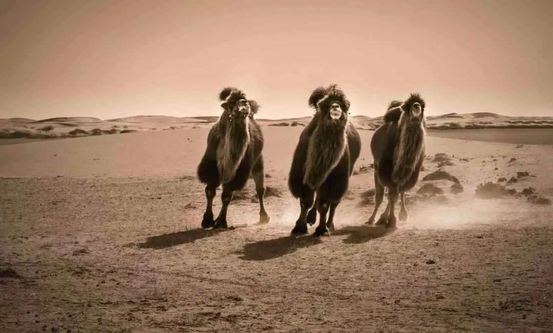 驼奶厂家解析驼奶当中的营养价值