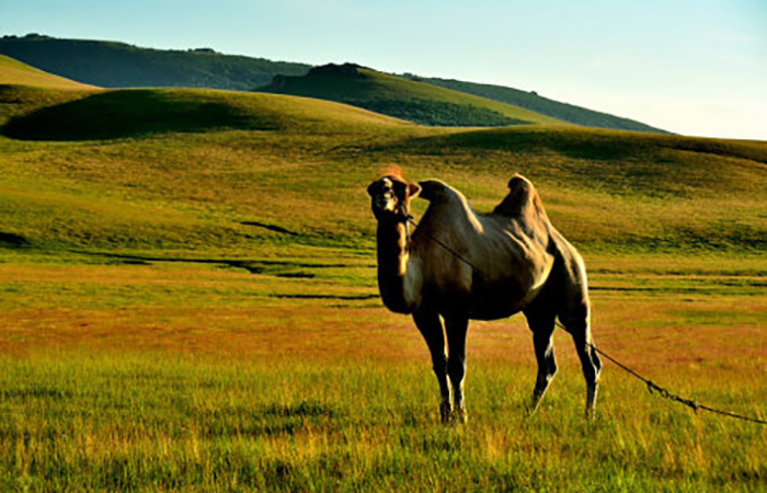 驼可汗驼奶厂家：分享骆驼不一样的生物特性