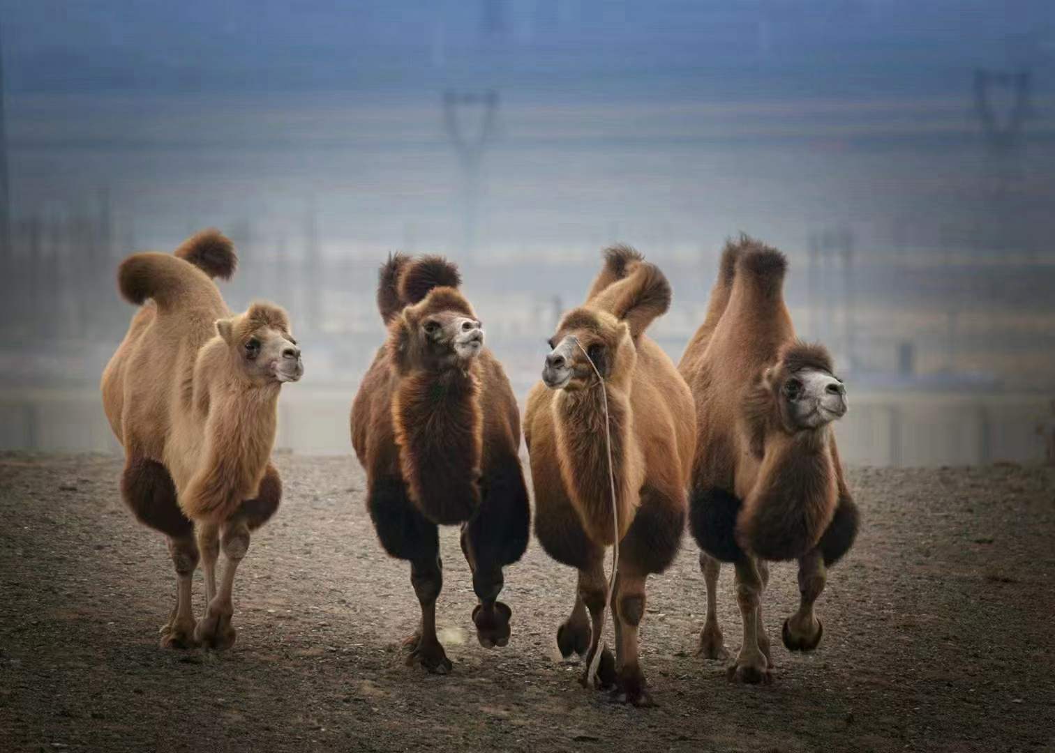 驼可汗·驼奶厂家讲解骆驼